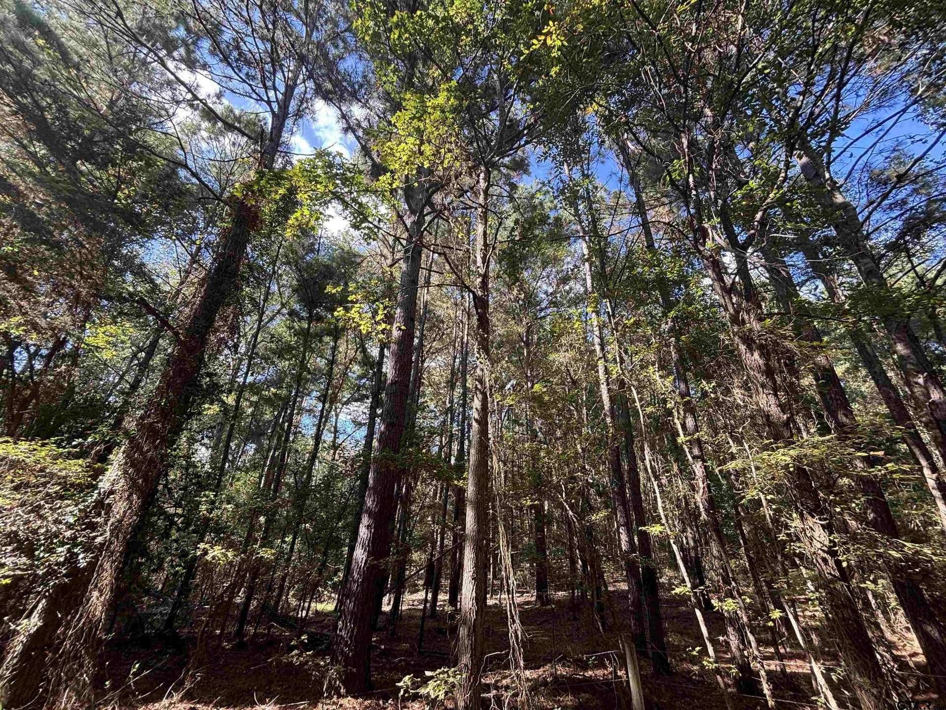 38 acres in Anderson County - photo 15