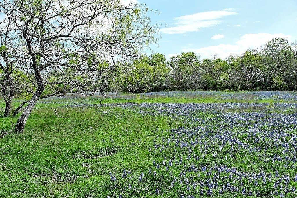33.6 acres in Colorado County - photo 8