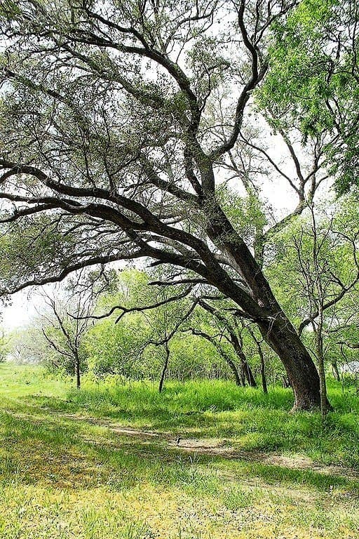 33.6 acres in Colorado County - photo 4