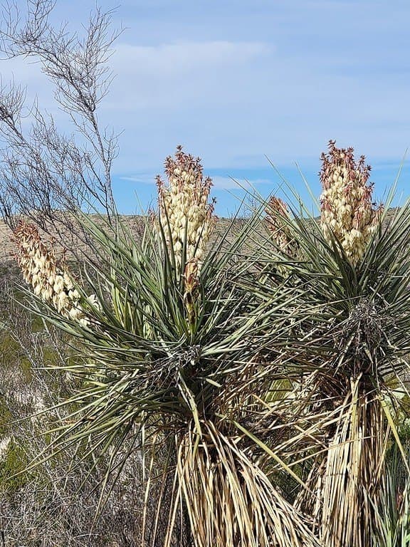 250 acres in Brewster County - photo 14