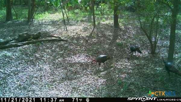 343.24 acres in Victoria County - photo 34