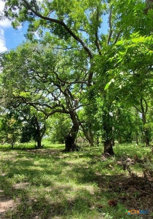 343.24 acres in Victoria County - photo 13