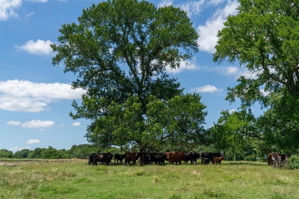 42.3 acres in Grayson County - photo 35