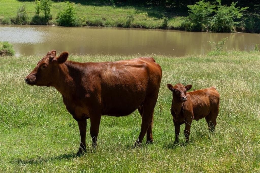 42.3 acres in Grayson County - photo 29