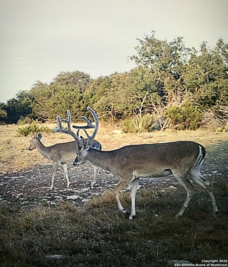 180.6 acres in Sutton County - photo 7