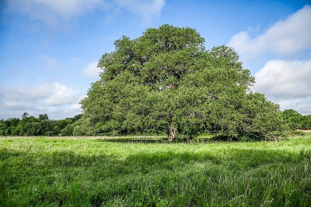 10.6 acres in Fayette County - photo 7
