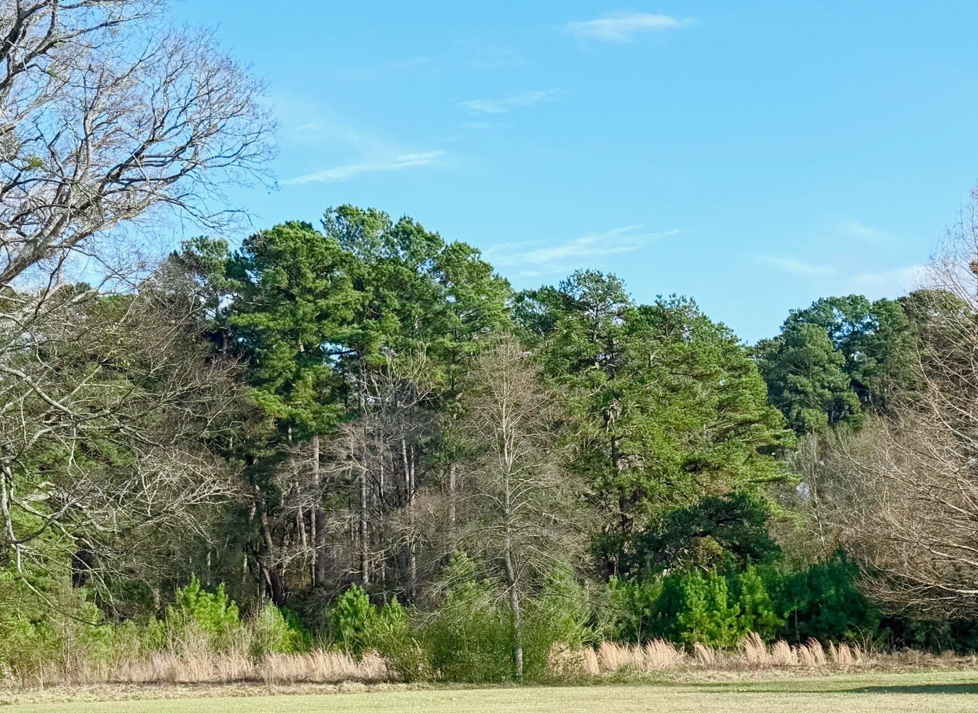 7.12 acres in Gregg County - photo 8