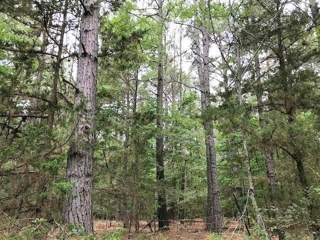 263.5 acres in ANDERSON County - photo 3