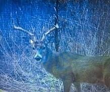 100 acres in Bell County - photo 40