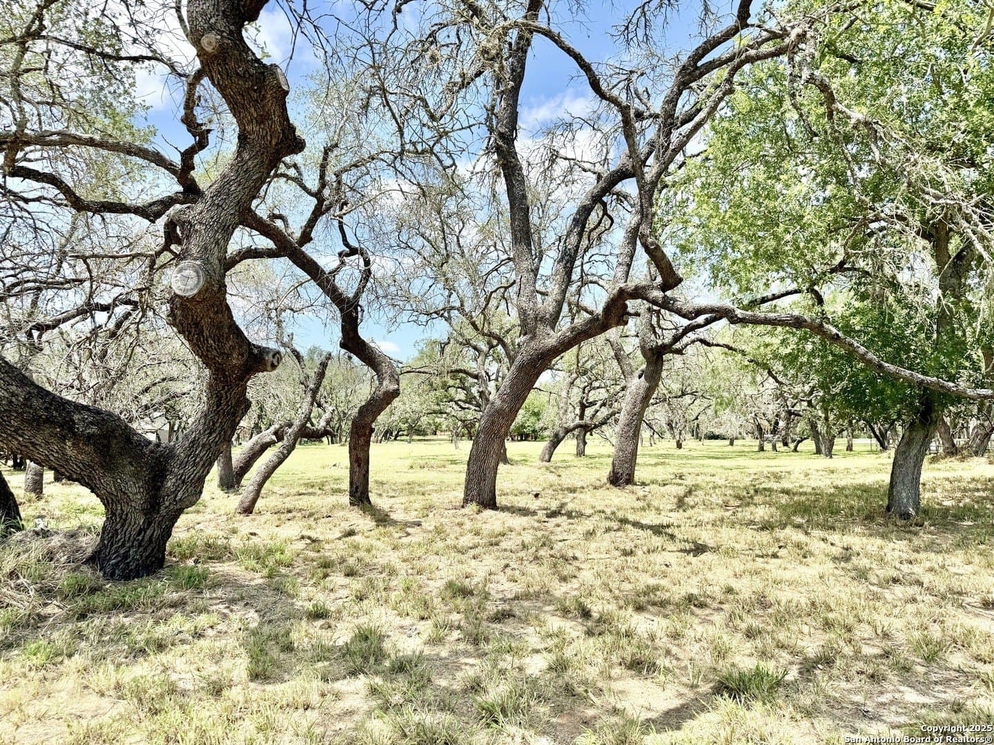 2 acres in Atascosa County - photo 6