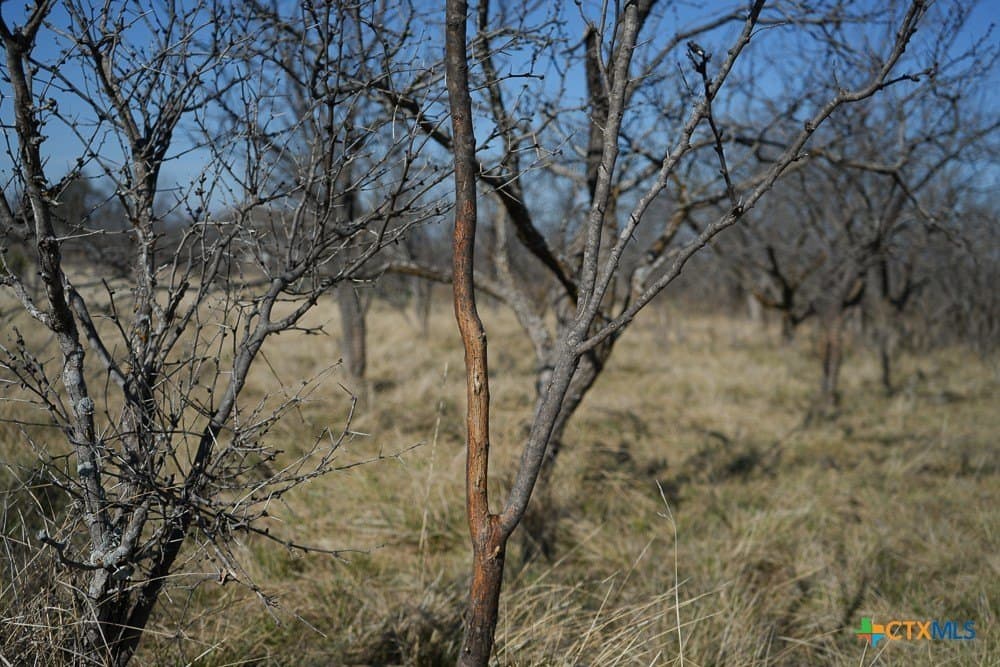 93 acres in McCulloch County - photo 17