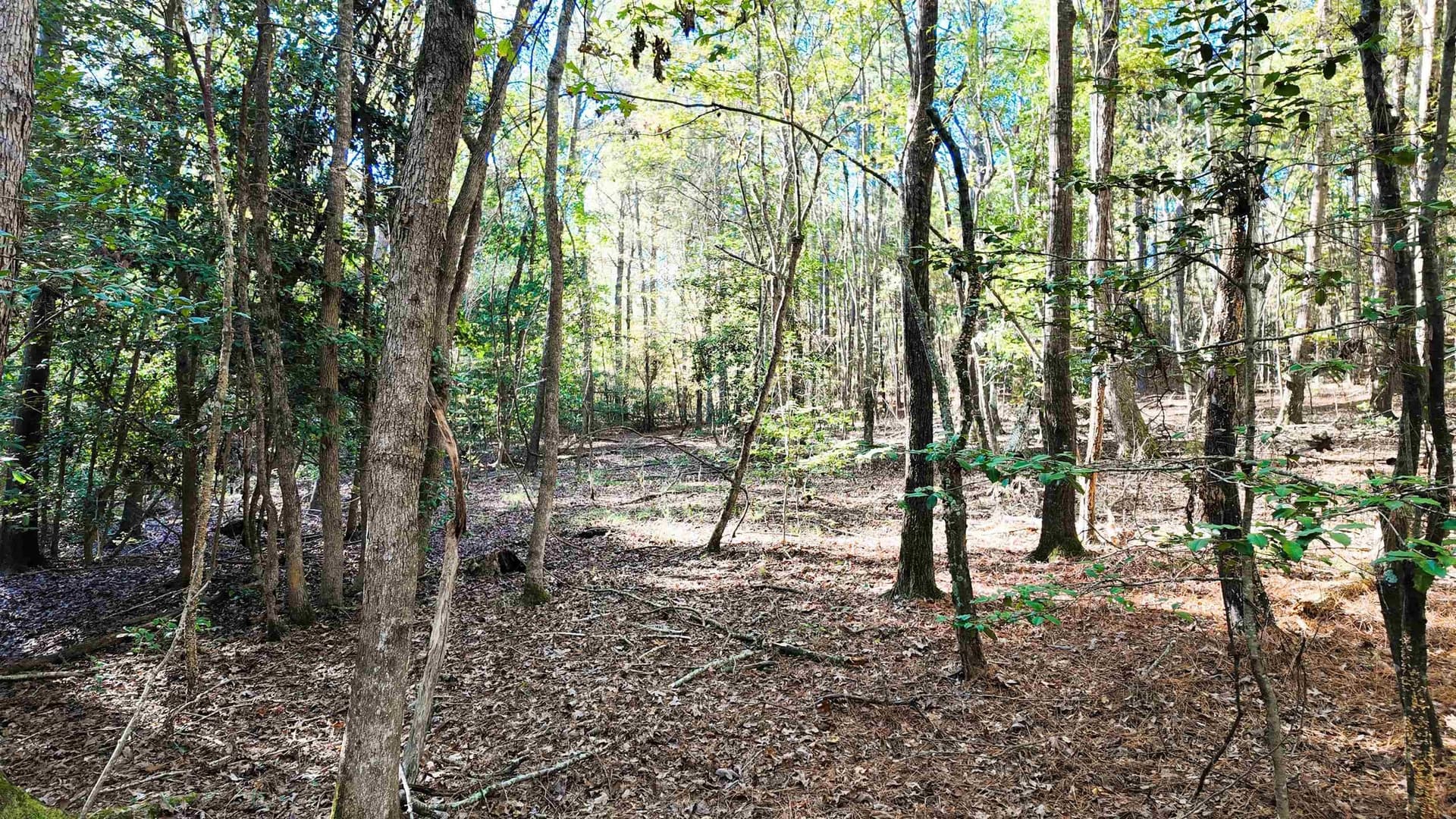 33.31 acres in Texas County - photo 21