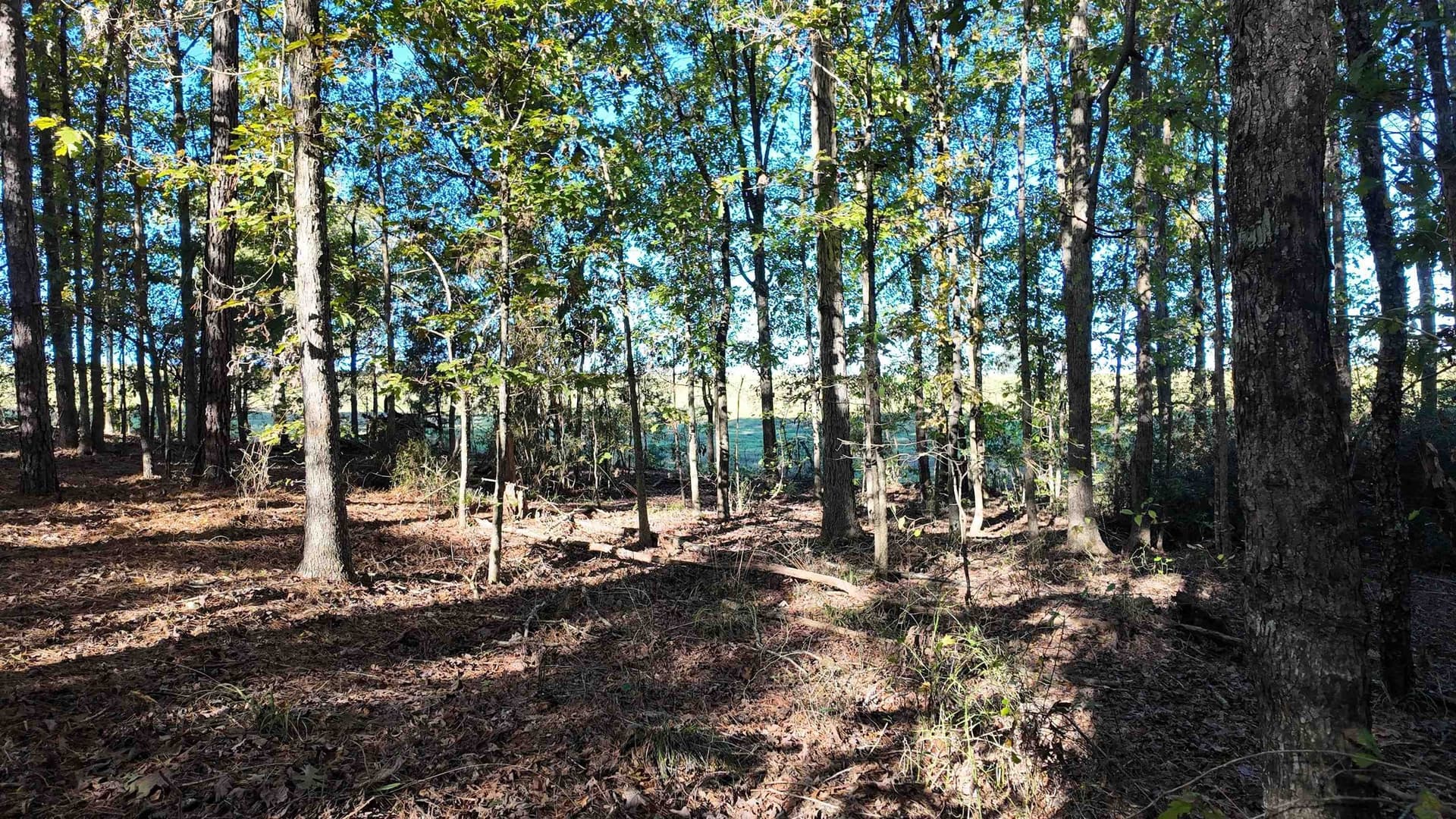 33.31 acres in Texas County - photo 25