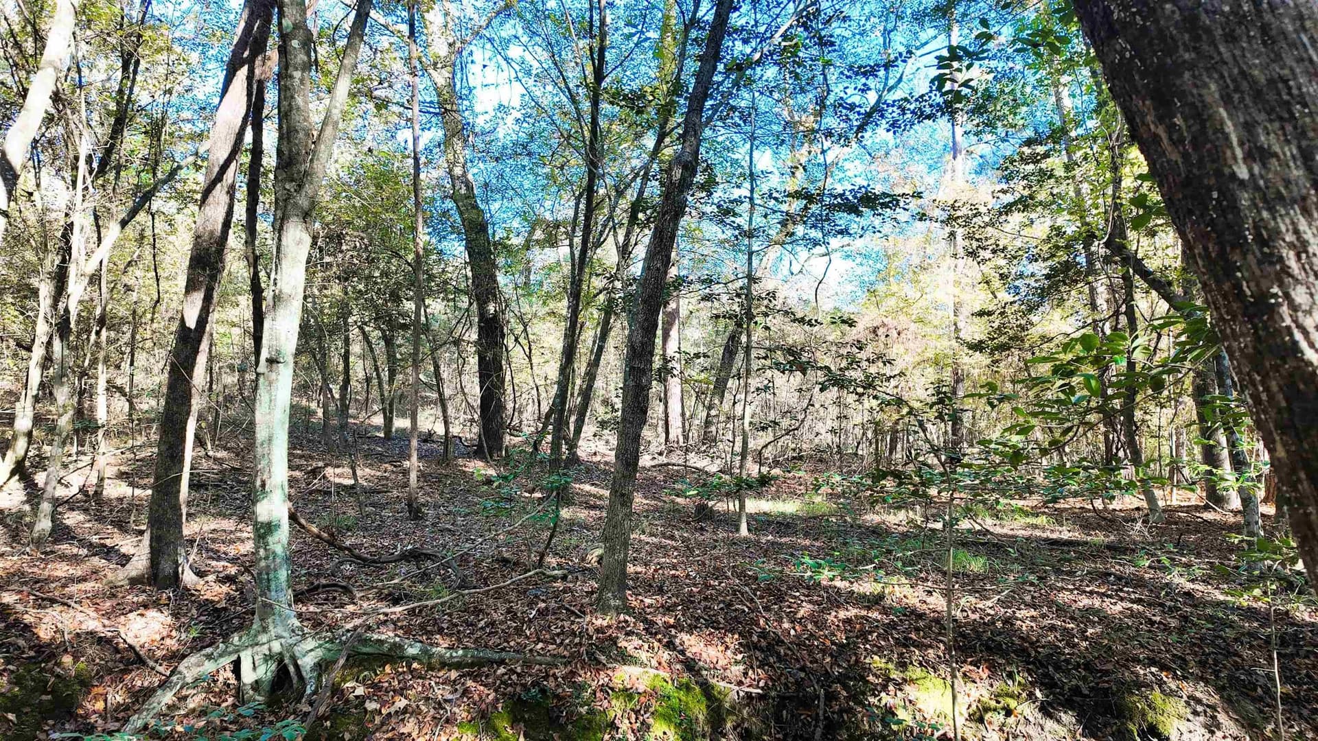 33.31 acres in Texas County - photo 14