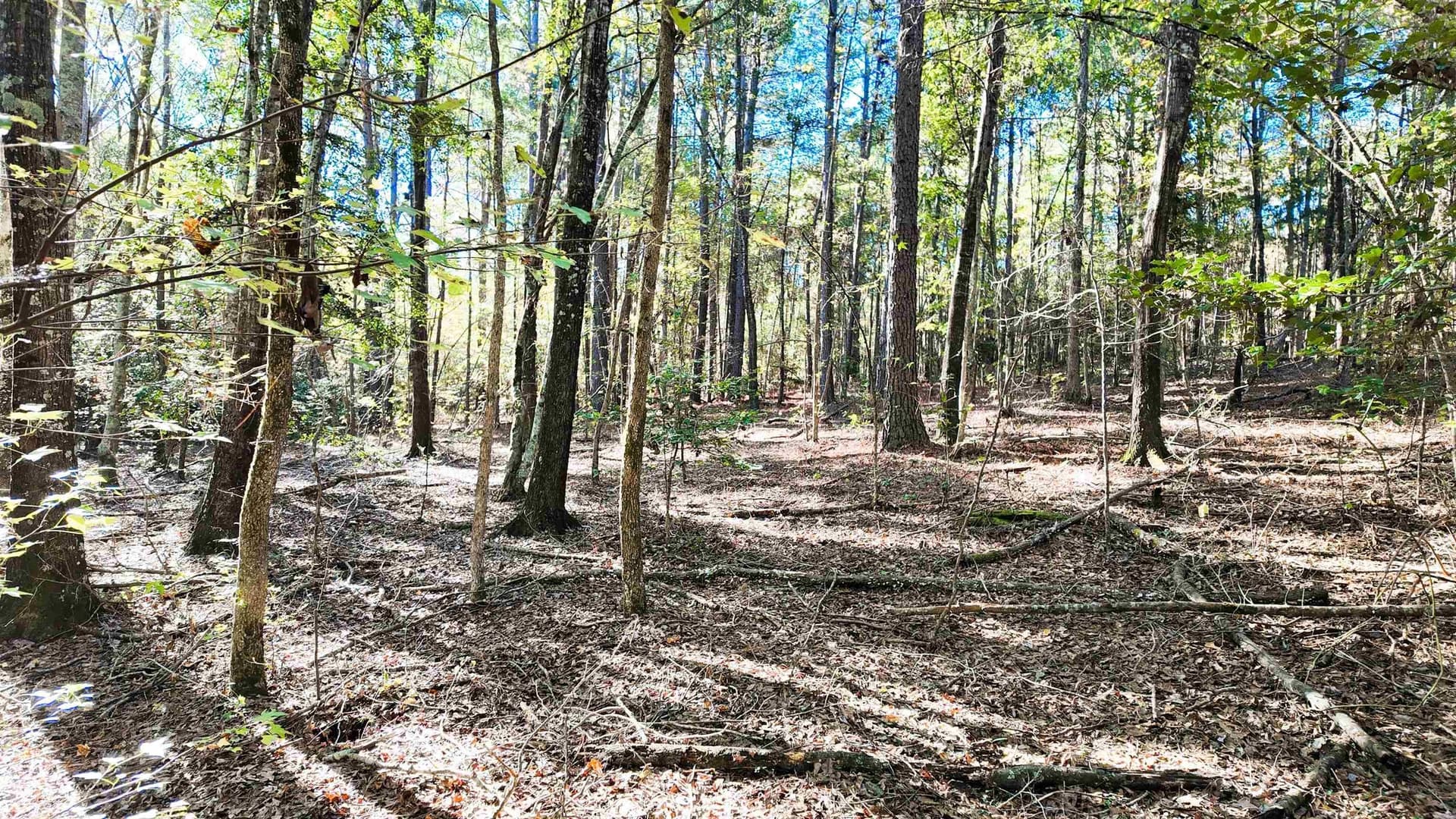 33.31 acres in Texas County - photo 23