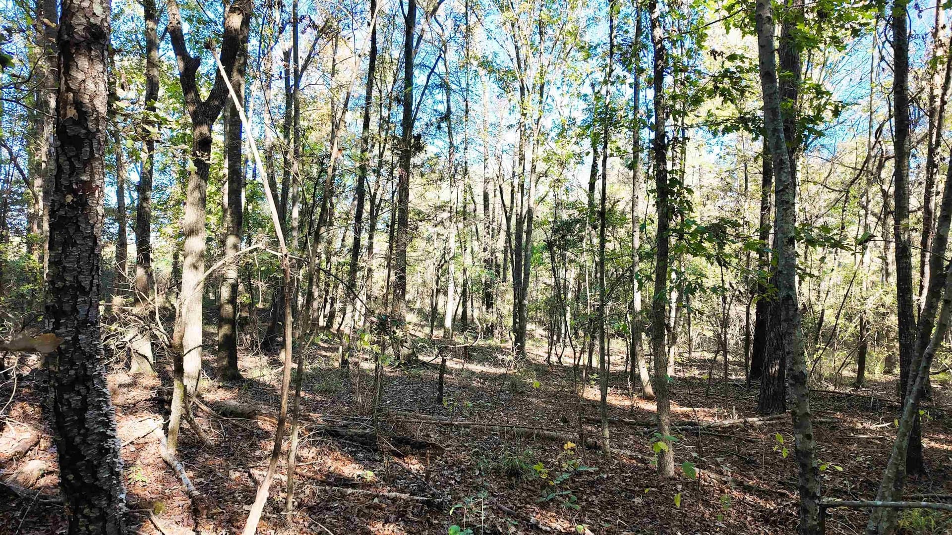 33.31 acres in Texas County - photo 24