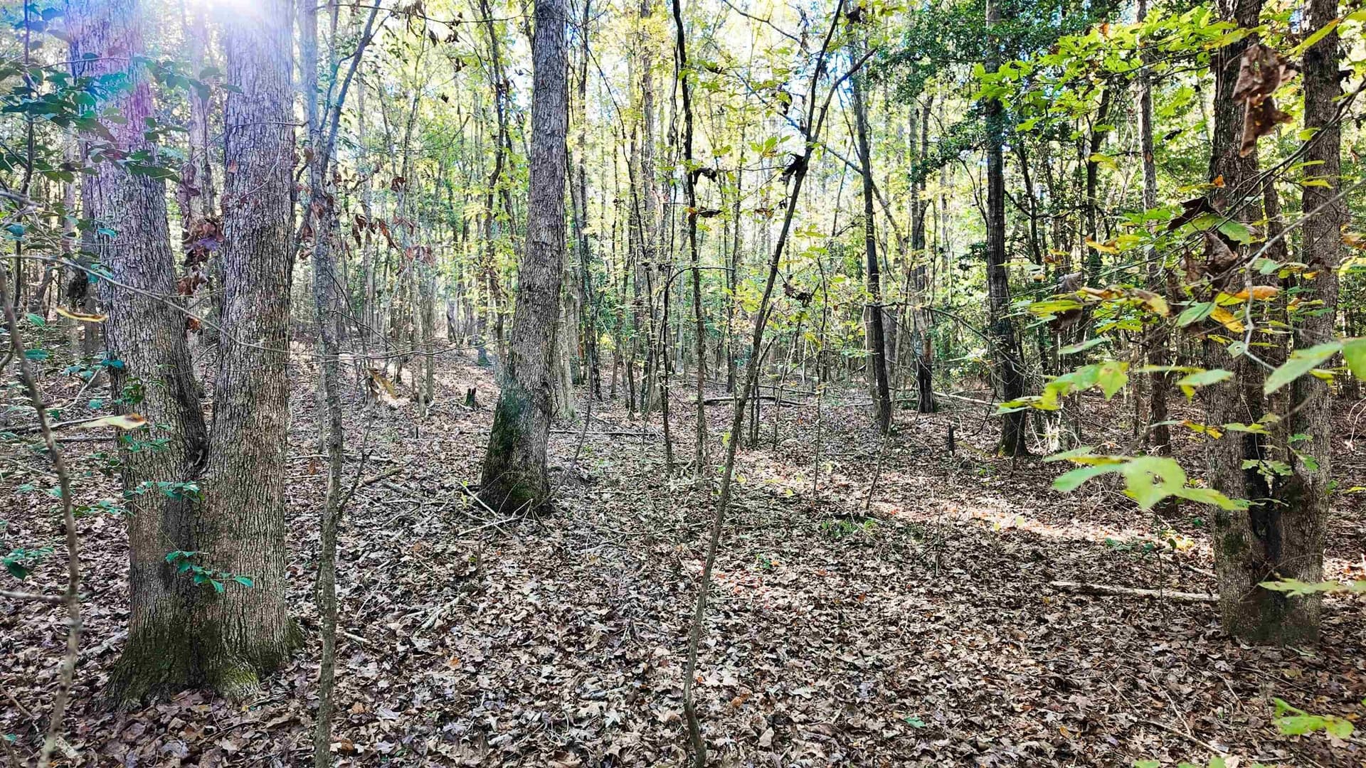 33.31 acres in Texas County - photo 18