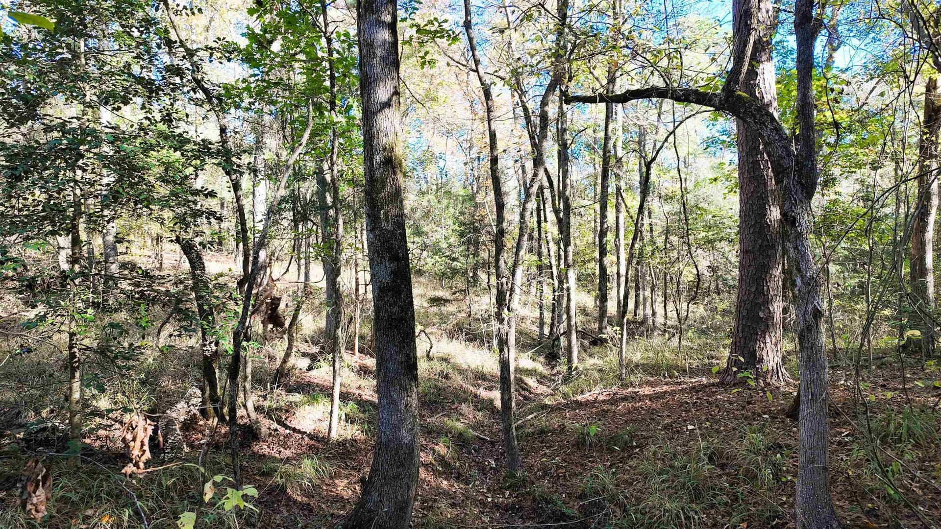 33.31 acres in Texas County - photo 27