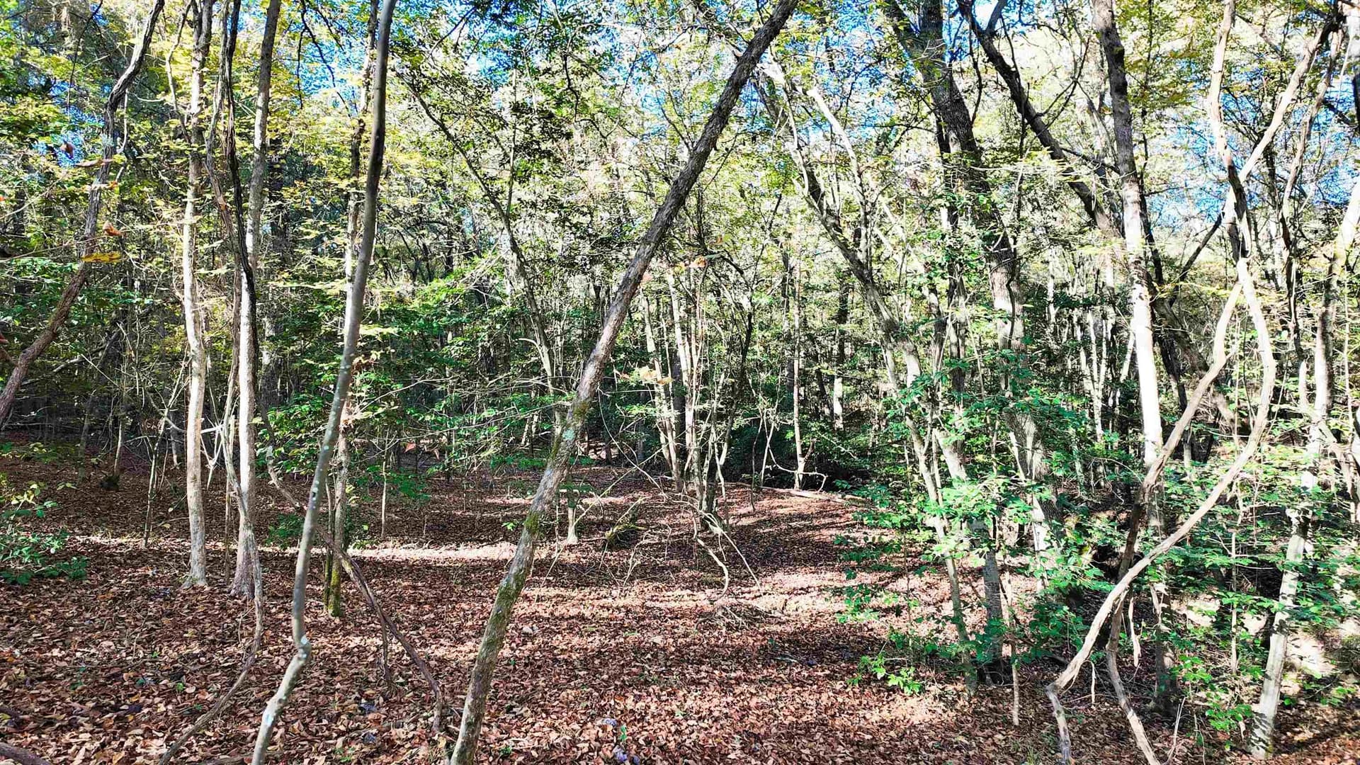 33.31 acres in Texas County - photo 12
