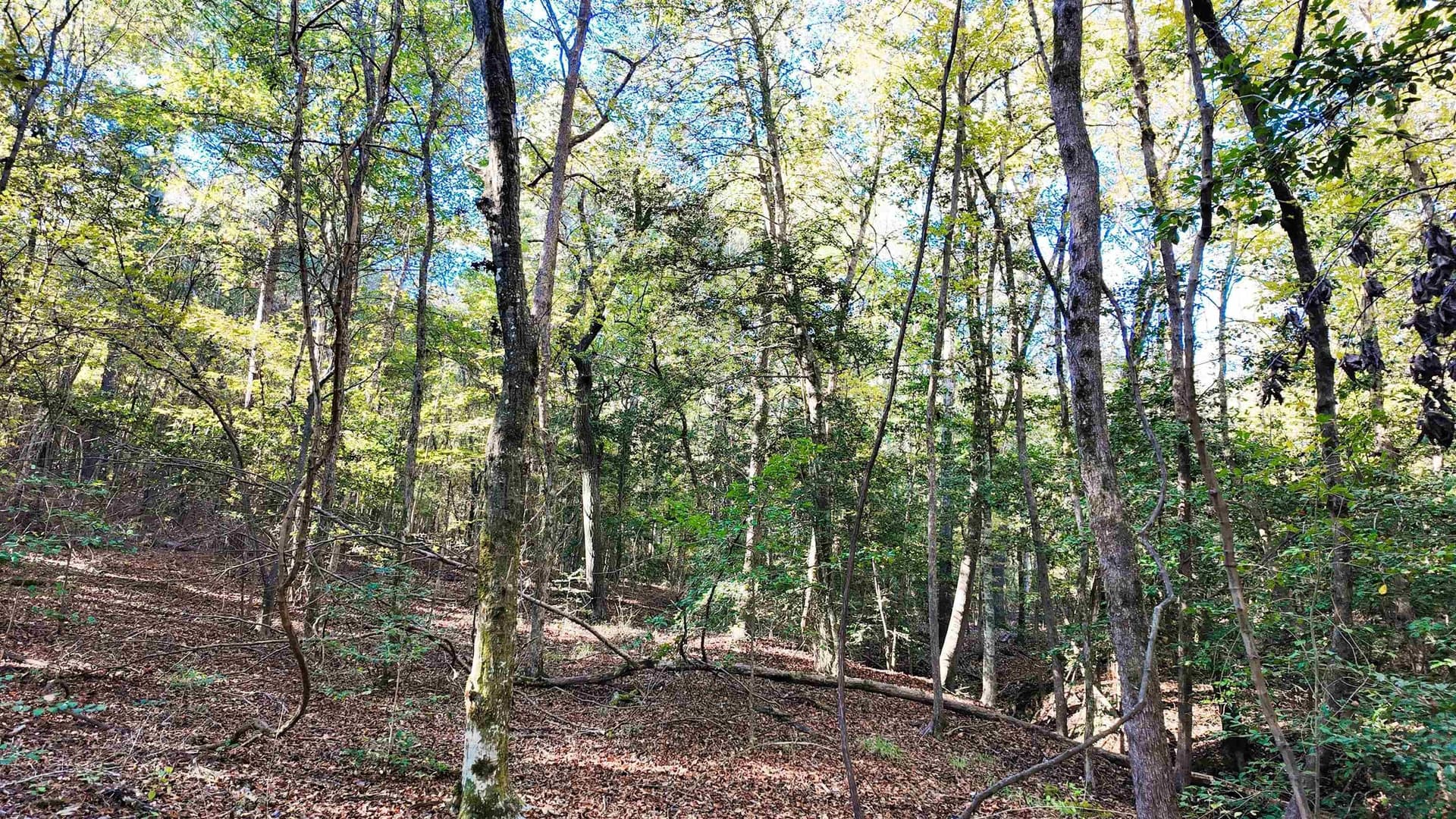33.31 acres in Texas County - photo 15