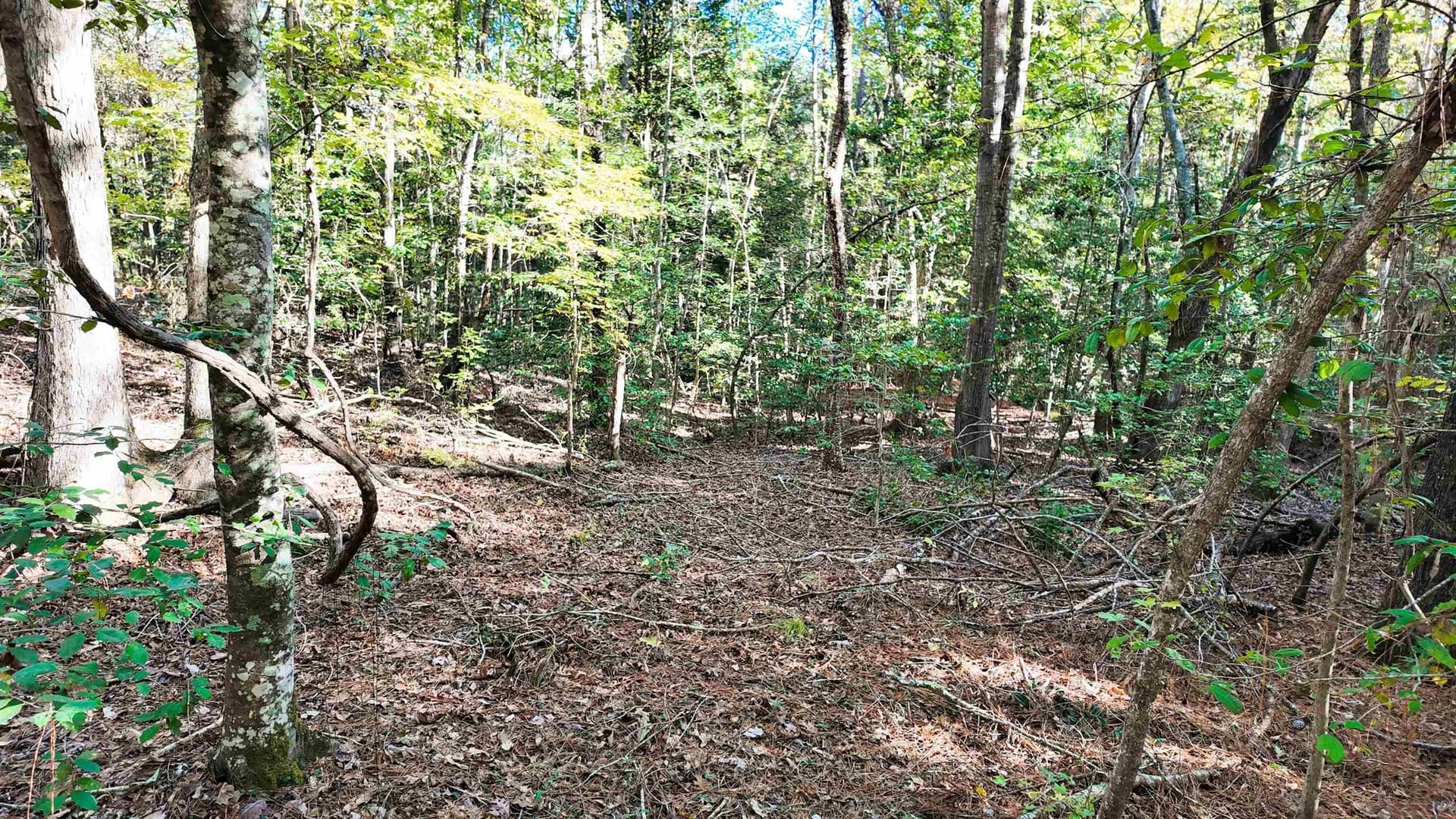33.31 acres in Texas County - photo 22