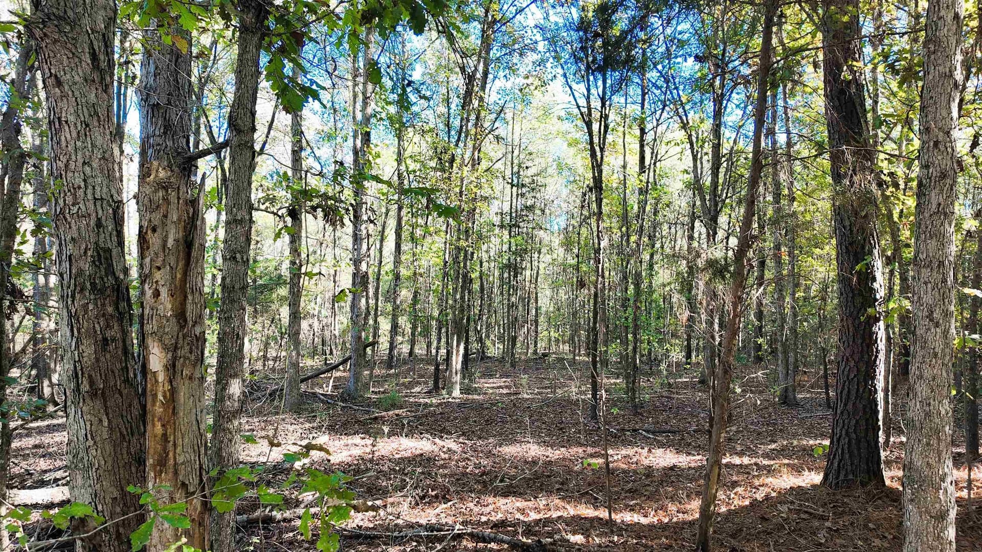 33.31 acres in Texas County - photo 26