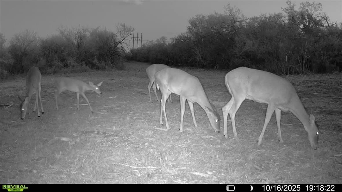 11 acres in Karnes County - photo 31