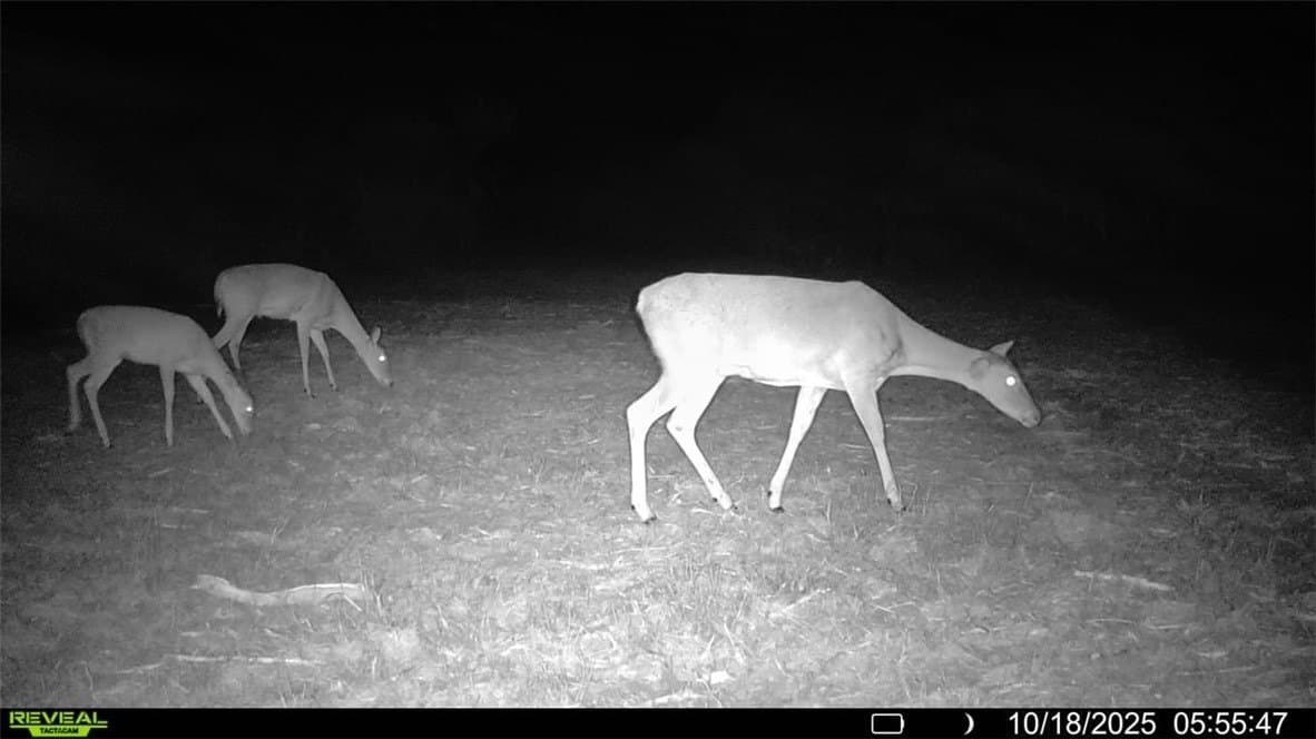 11 acres in Karnes County - photo 10
