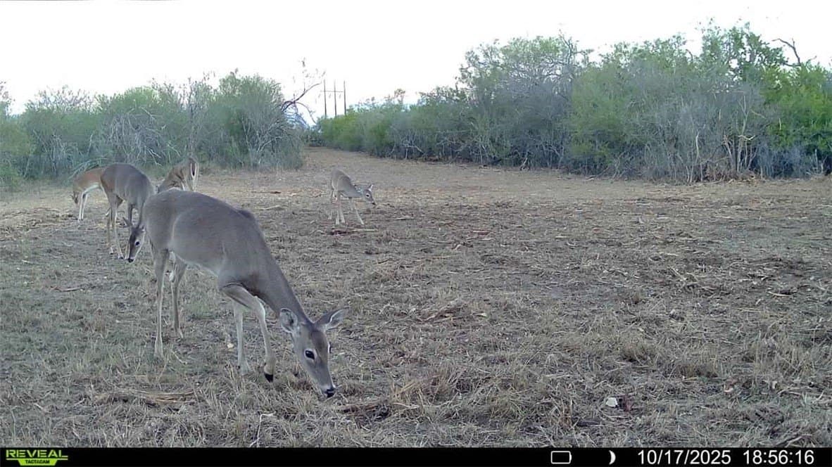 11 acres in Karnes County - photo 12