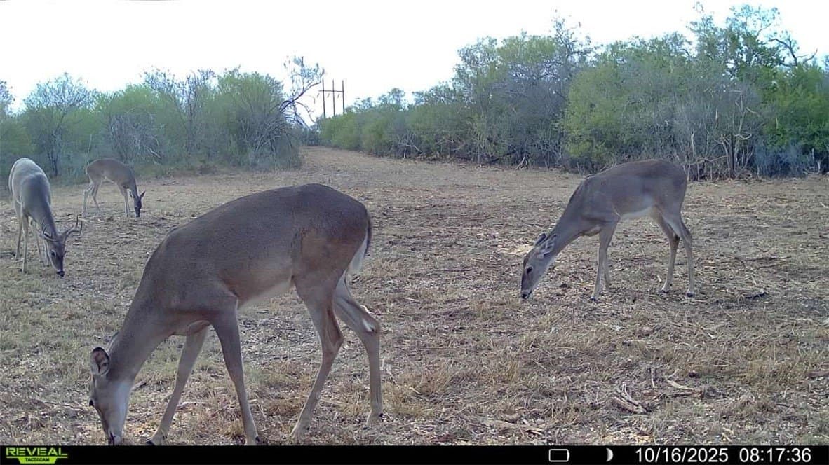 11 acres in Karnes County - photo 6