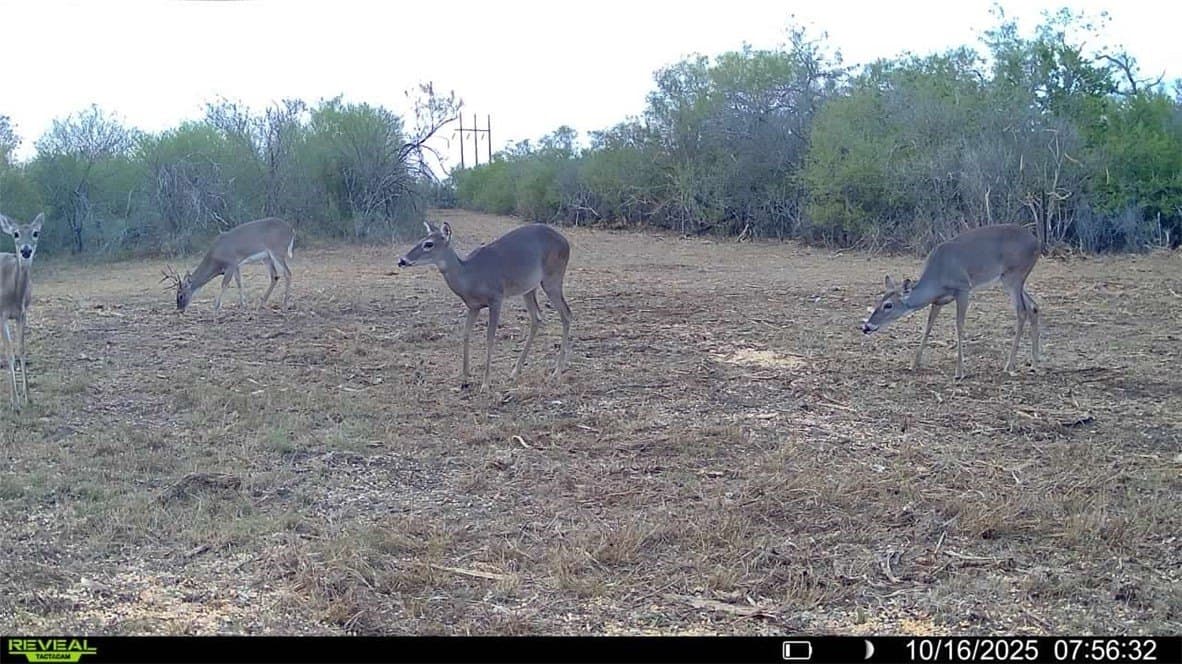 11 acres in Karnes County - photo 23