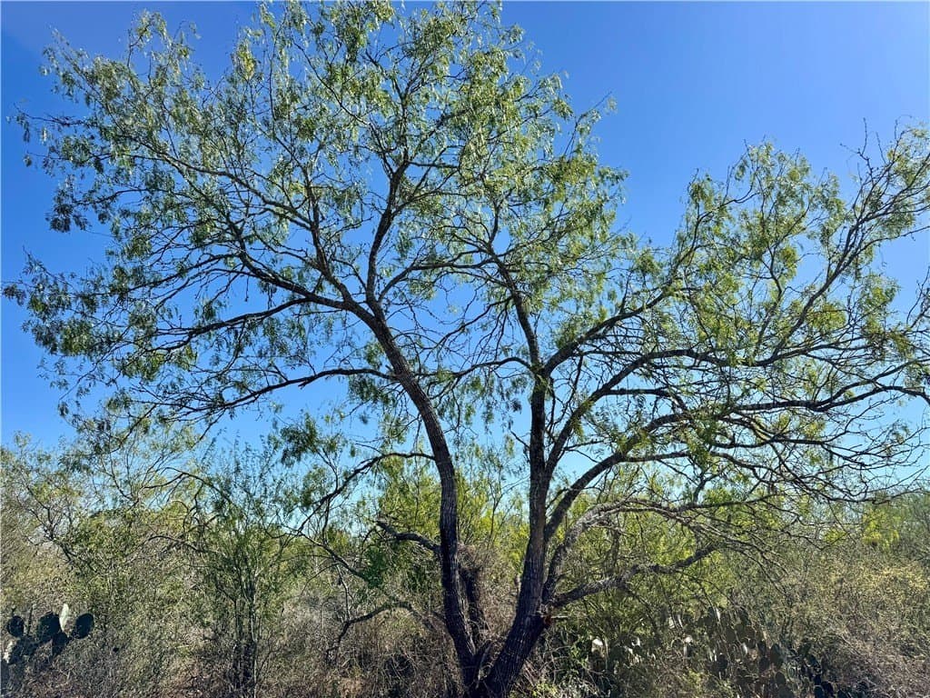 11 acres in Karnes County - photo 39