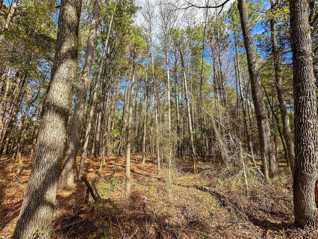 174.5 acres in Red River County - photo 9