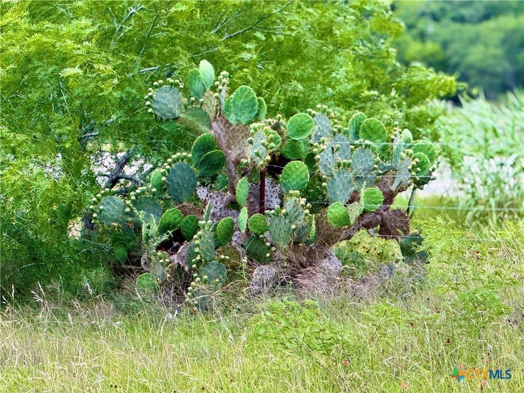 10.35 acres in Gonzales County - photo 3
