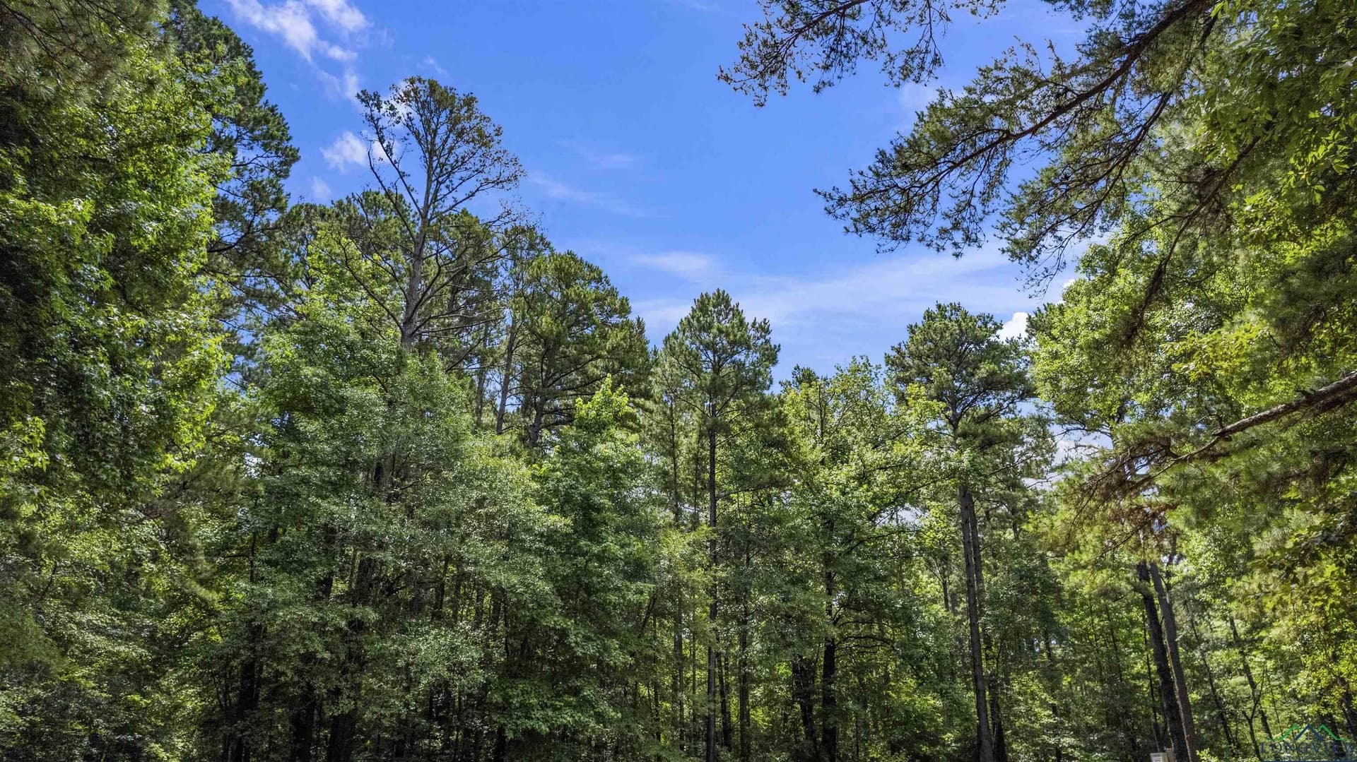 56.5 acres in Gregg County - photo 13