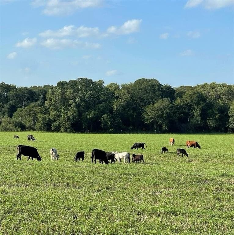 59.2 acres in Hill County - photo 9