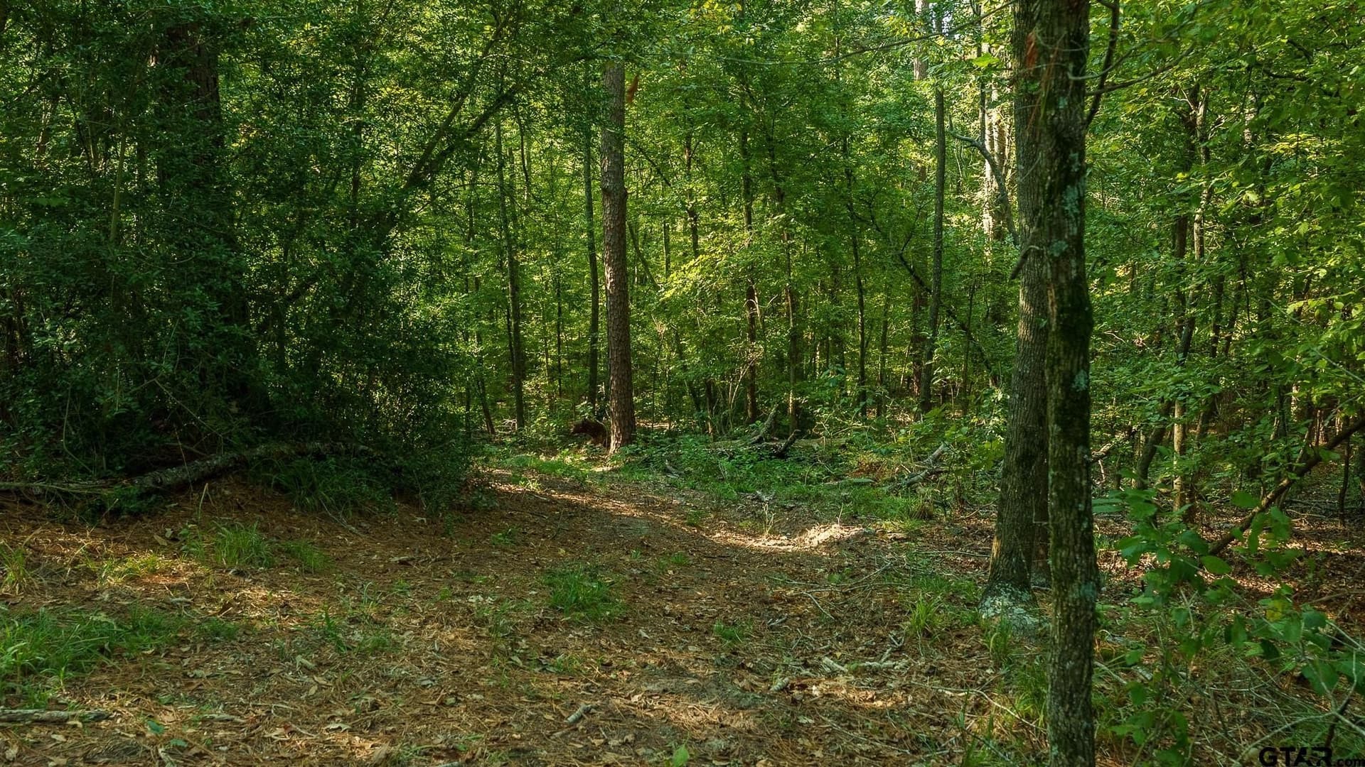 265 acres in Smith County - photo 35