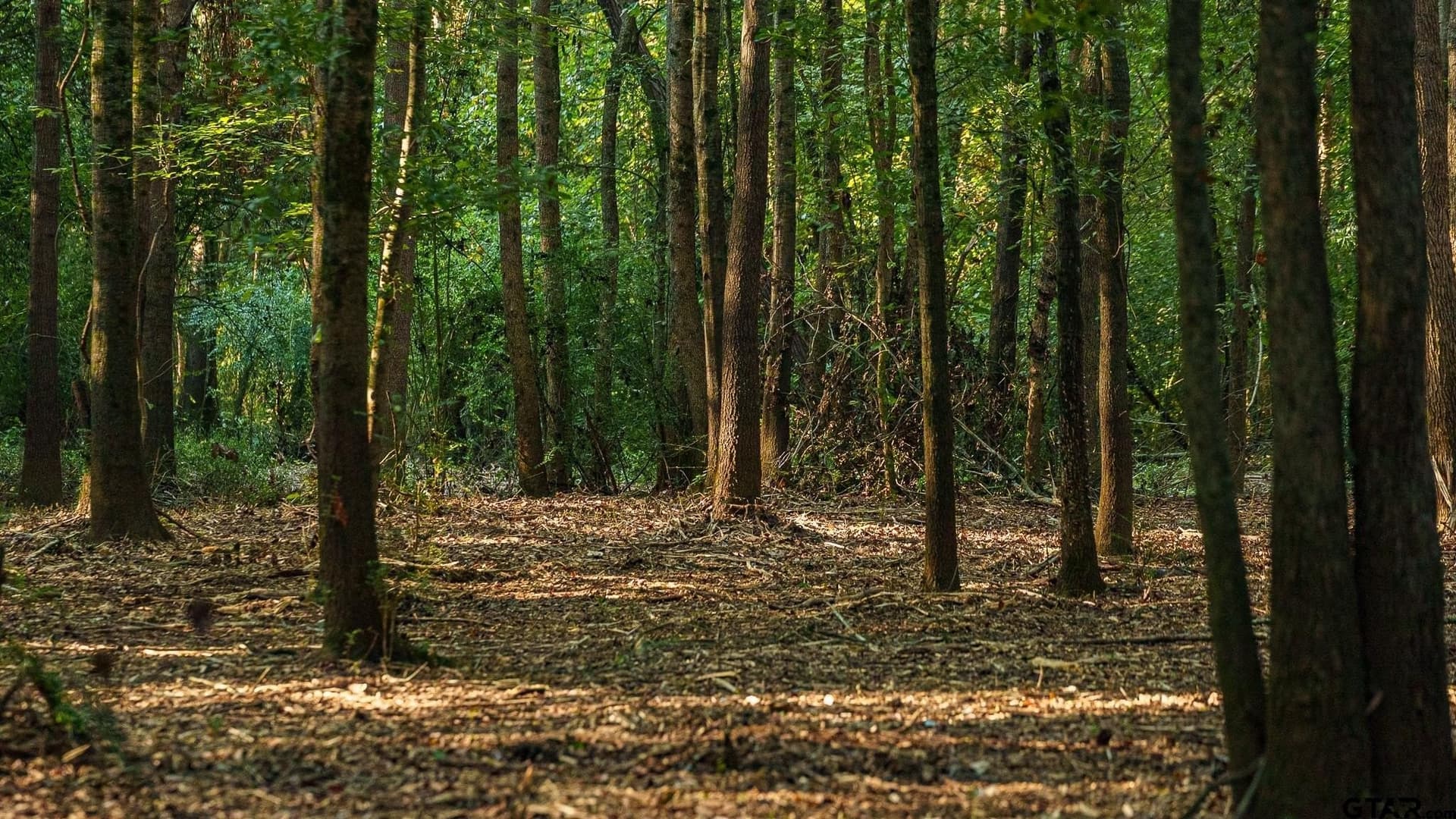 265 acres in Smith County - photo 32