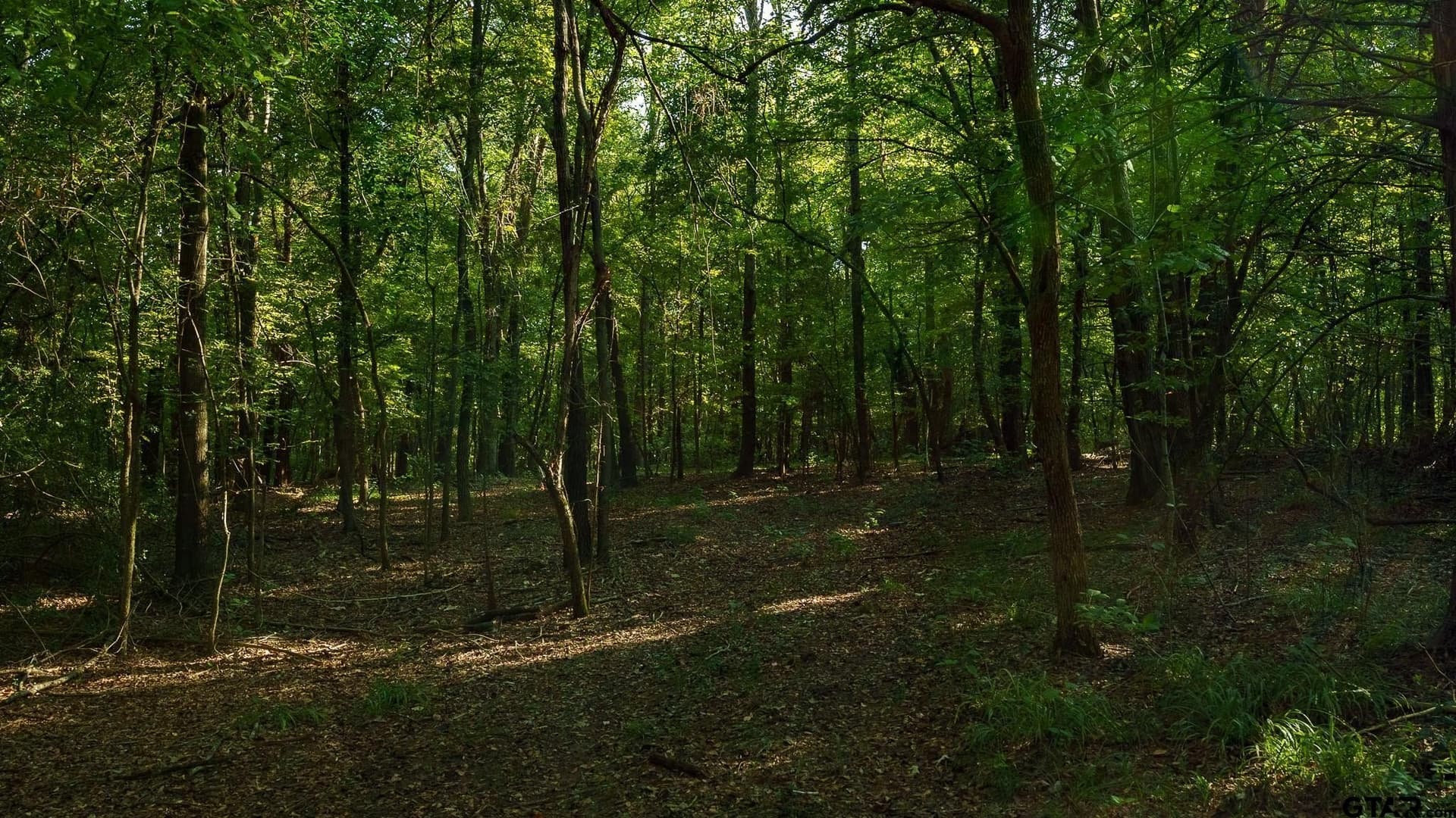 265 acres in Smith County - photo 36