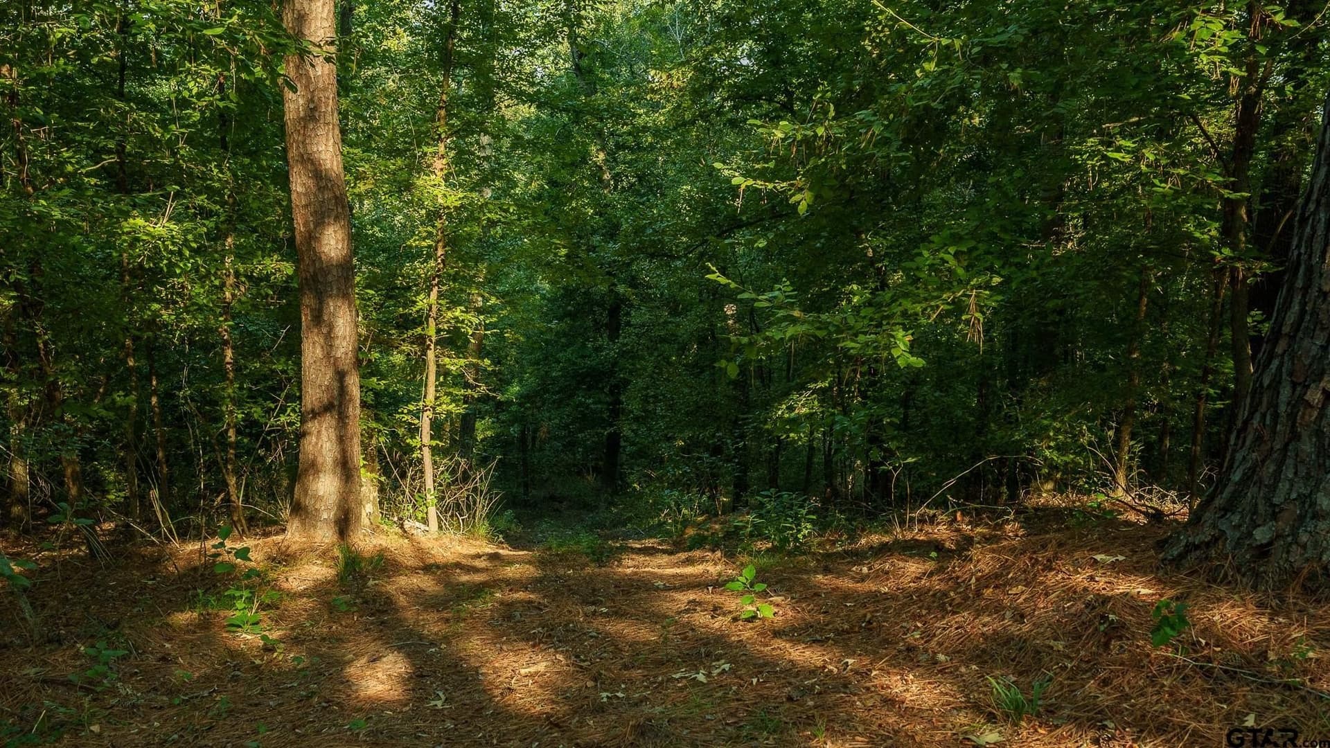 265 acres in Smith County - photo 34