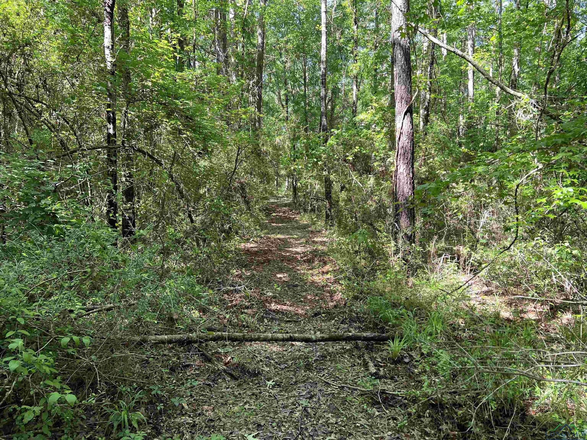 28.25 acres in Panola County - photo 6