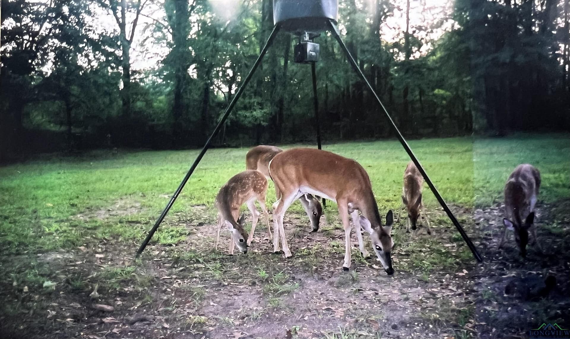 28.25 acres in Panola County - photo 10