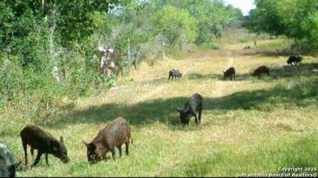 96.67 acres in Atascosa County - photo 17