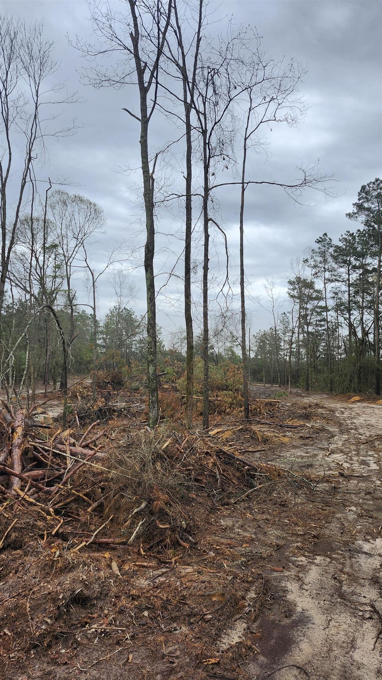 5.3 acres in Panola County - photo 2