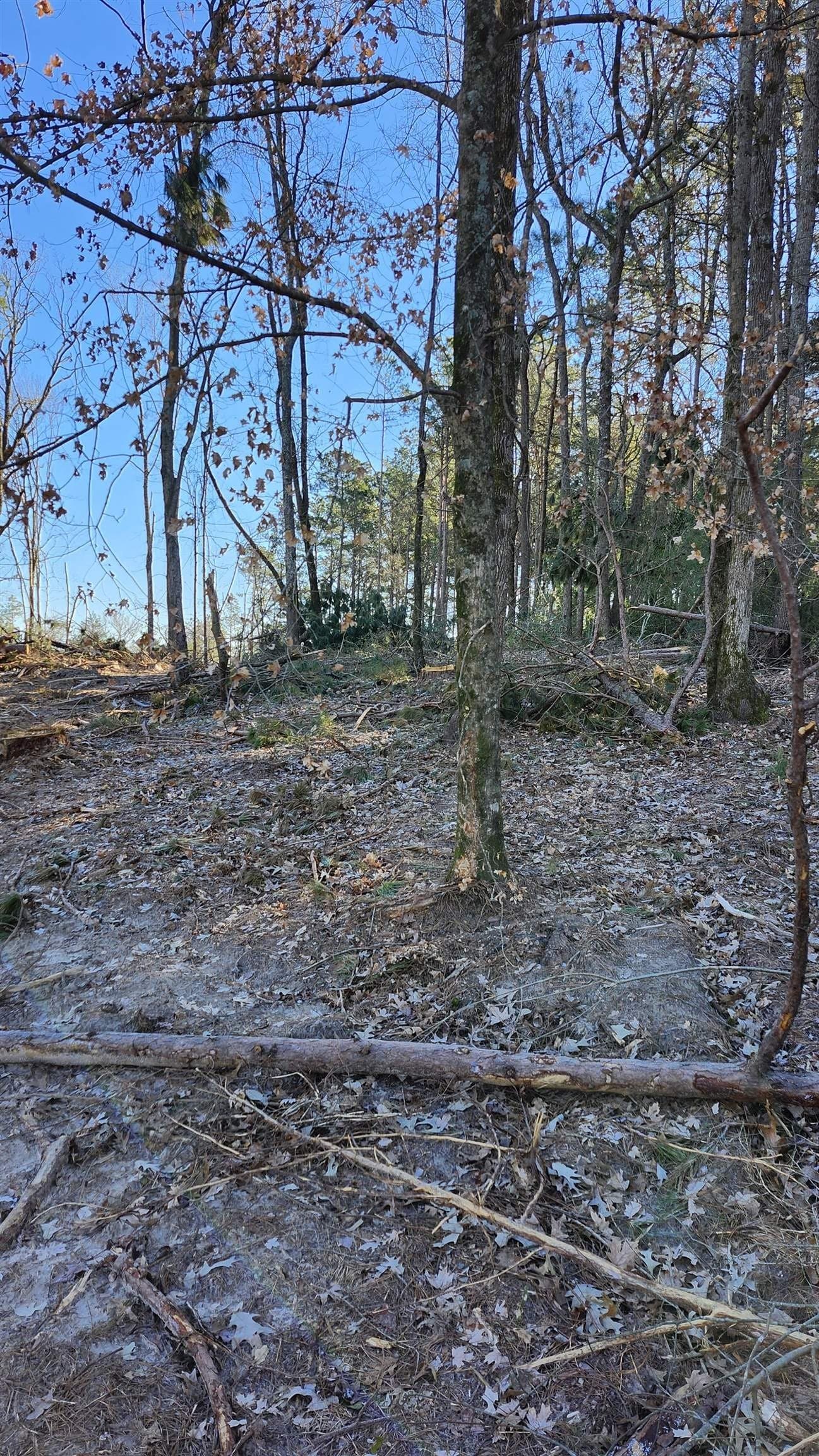 5.3 acres in Panola County - photo 10