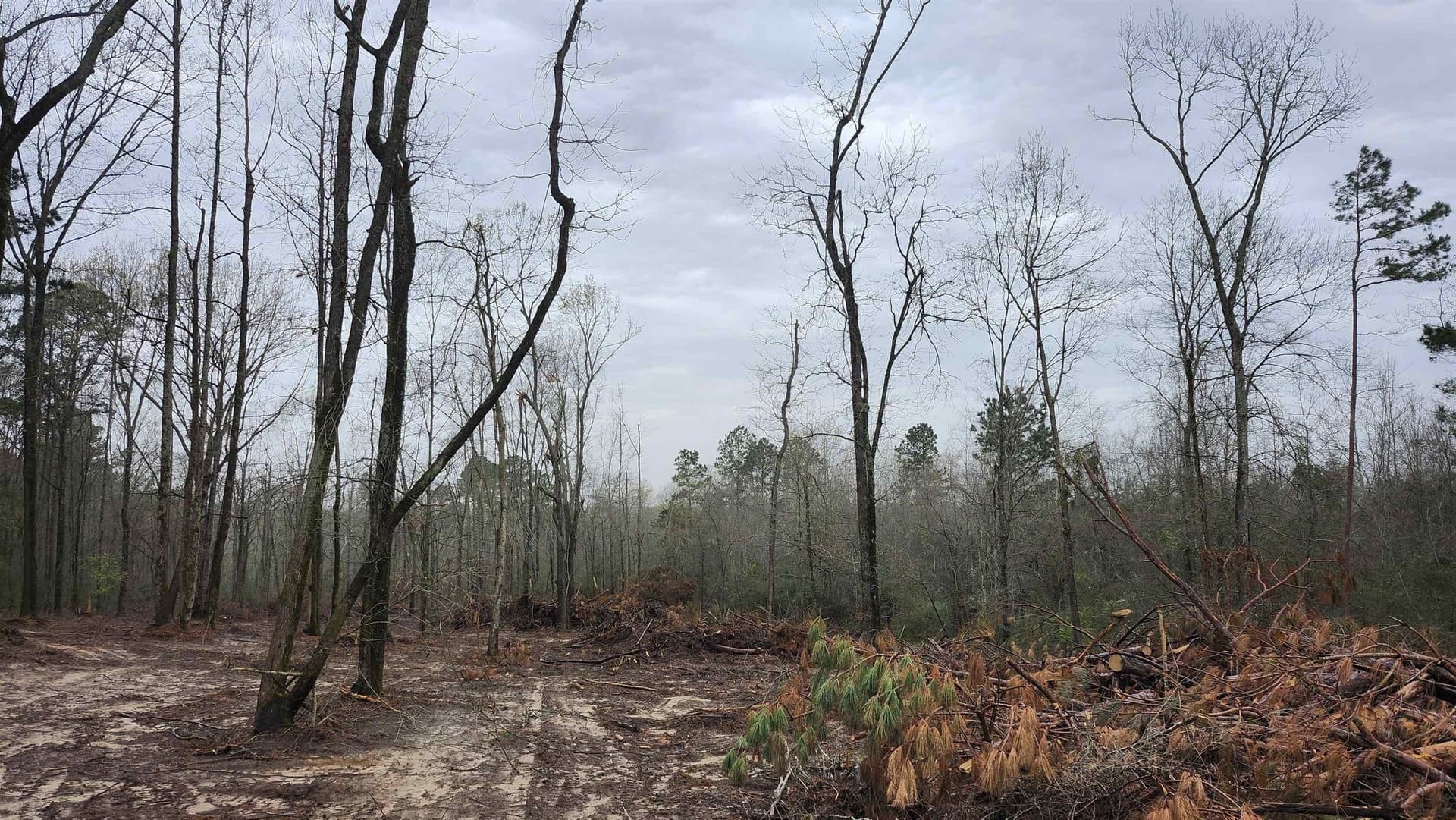 5.3 acres in Panola County - photo 6