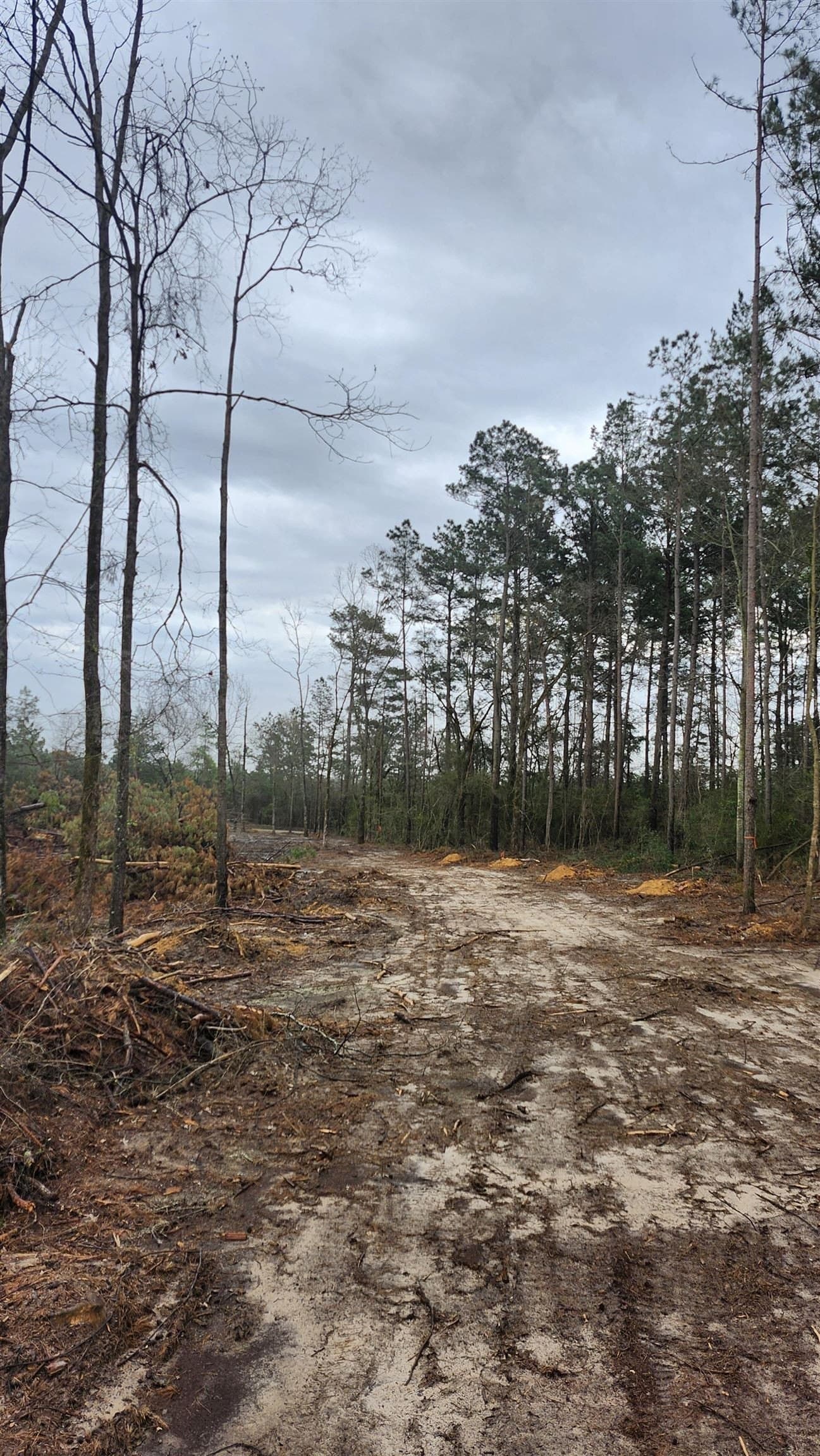 5.3 acres in Panola County - photo 3