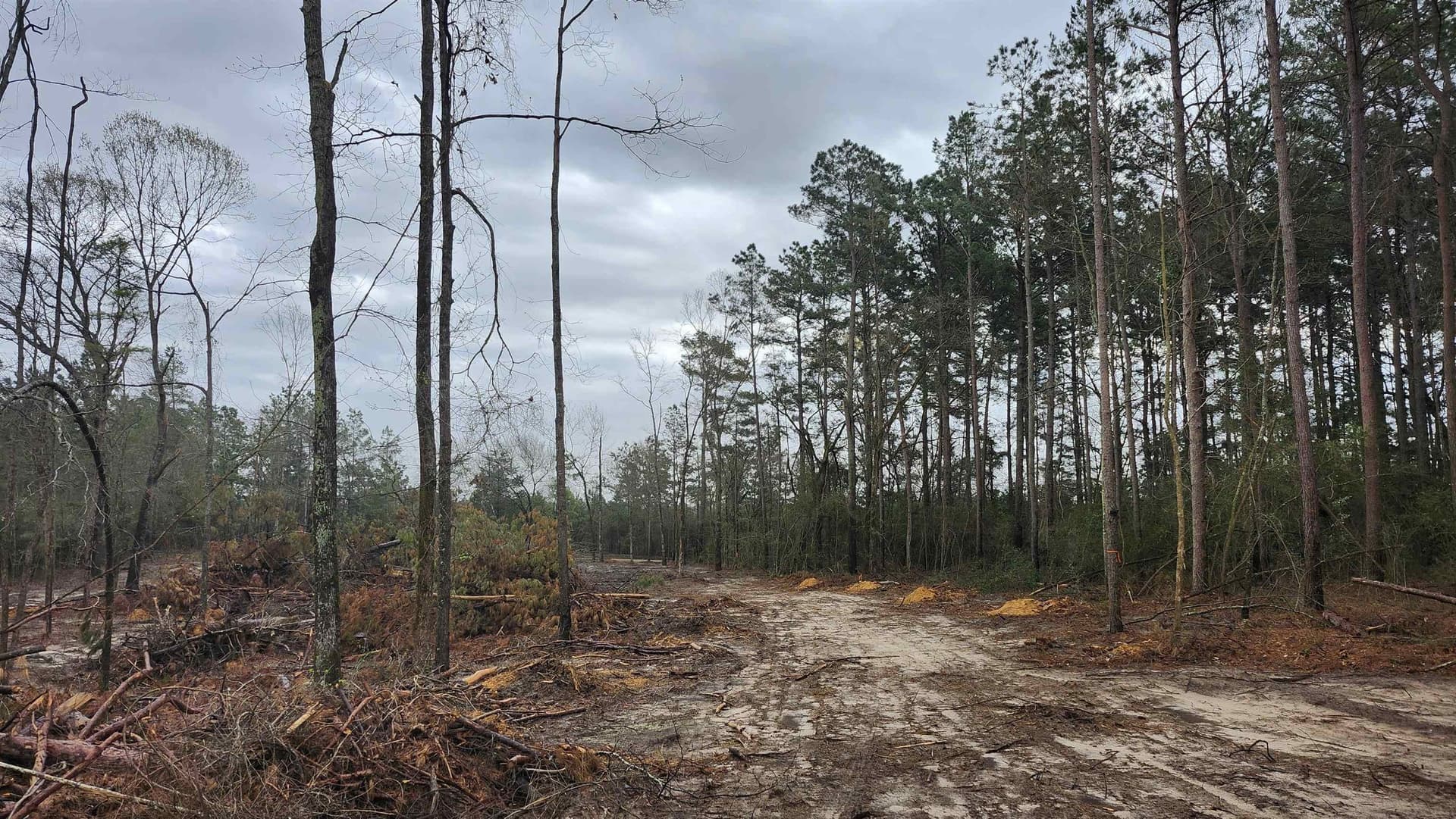5.3 acres in Panola County - photo 5