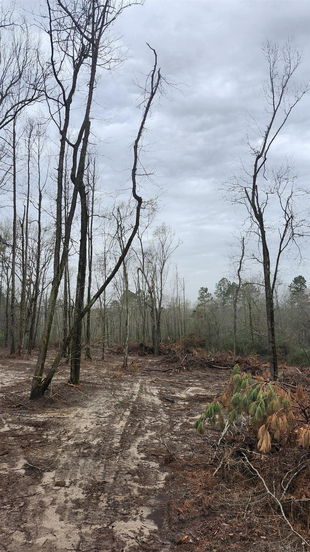 5.3 acres in Panola County - photo 7