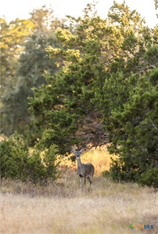 18.15 acres in Gillespie County - photo 9